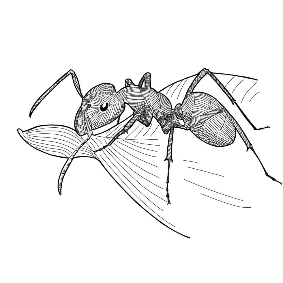 hormiga insecto mano dibujado grabado bosquejo vector ilustración diseño