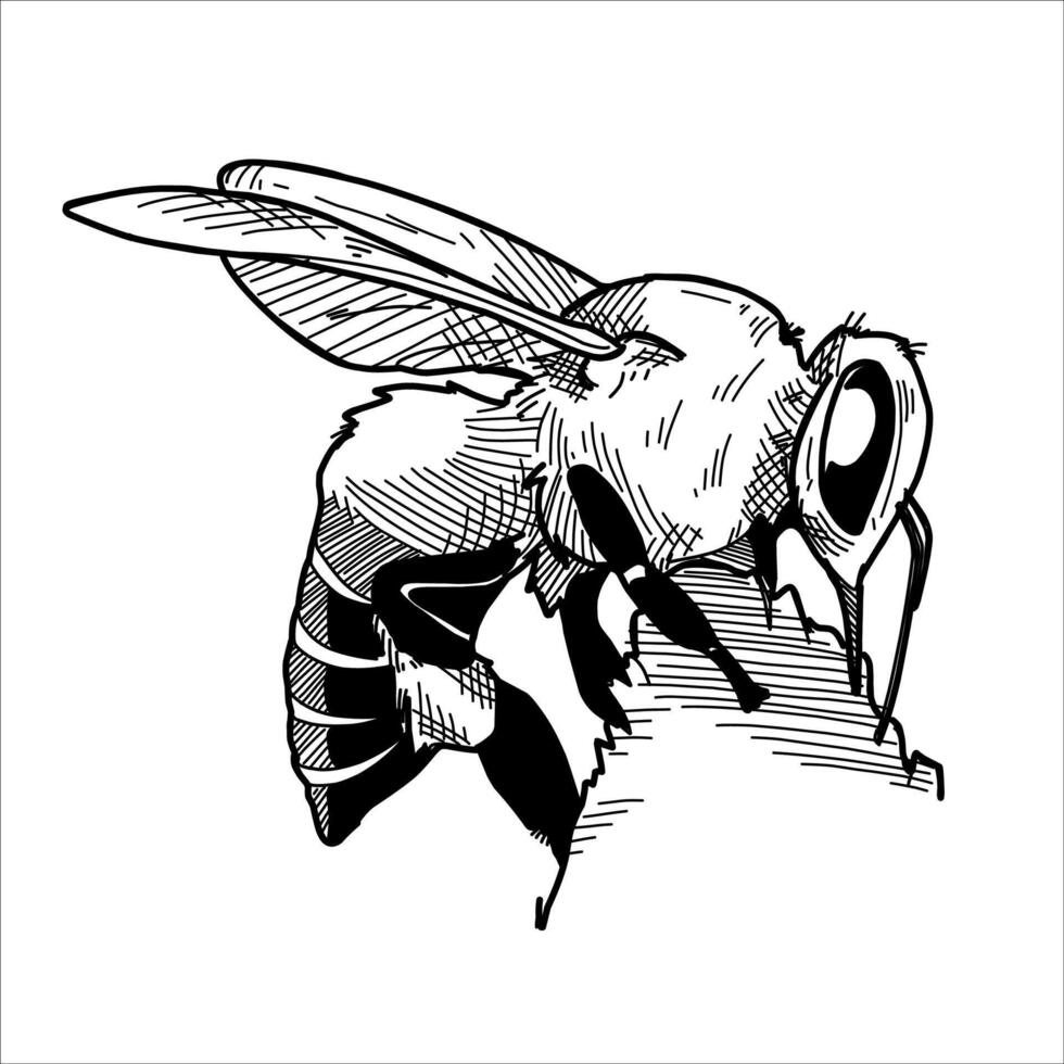 Bee insect hand drawn engraving sketch vector illustration design