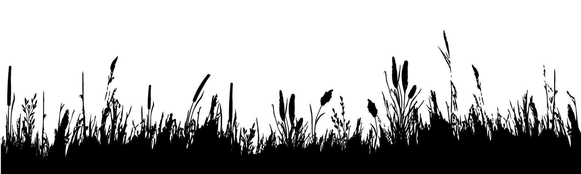 Image of a monochrome reed,grass or bulrush on a white background.Isolated vector drawing.Black grass graphic silhouette.