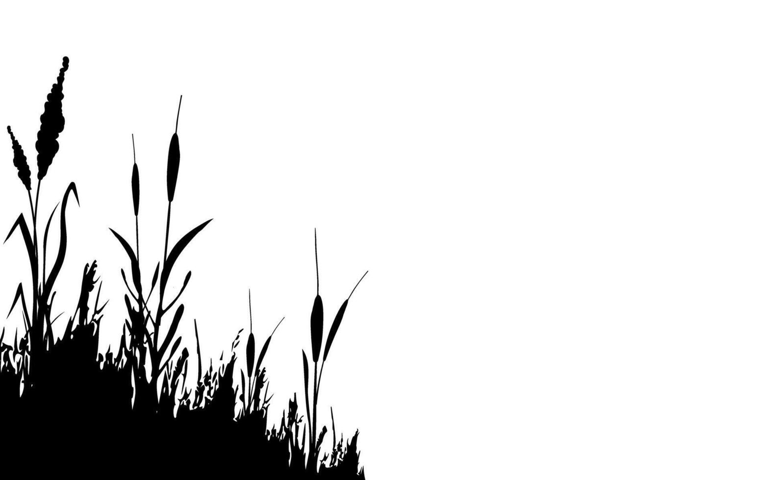 Image of a monochrome reed,grass or bulrush on a white background.Isolated vector drawing.Black grass graphic silhouette.