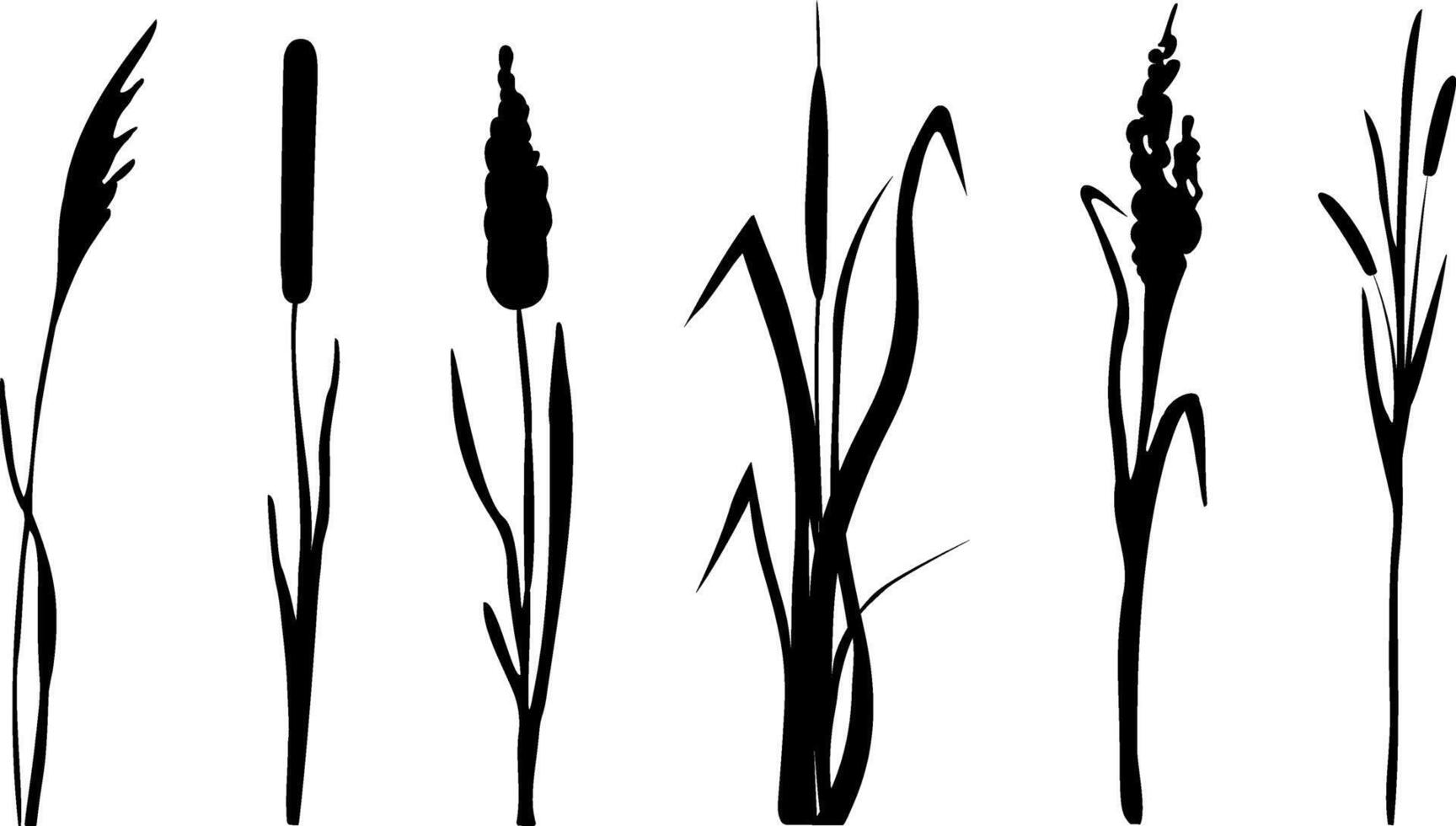 Image of a monochrome reed,grass or bulrush on a white background.Isolated vector drawing.Black grass graphic silhouette.