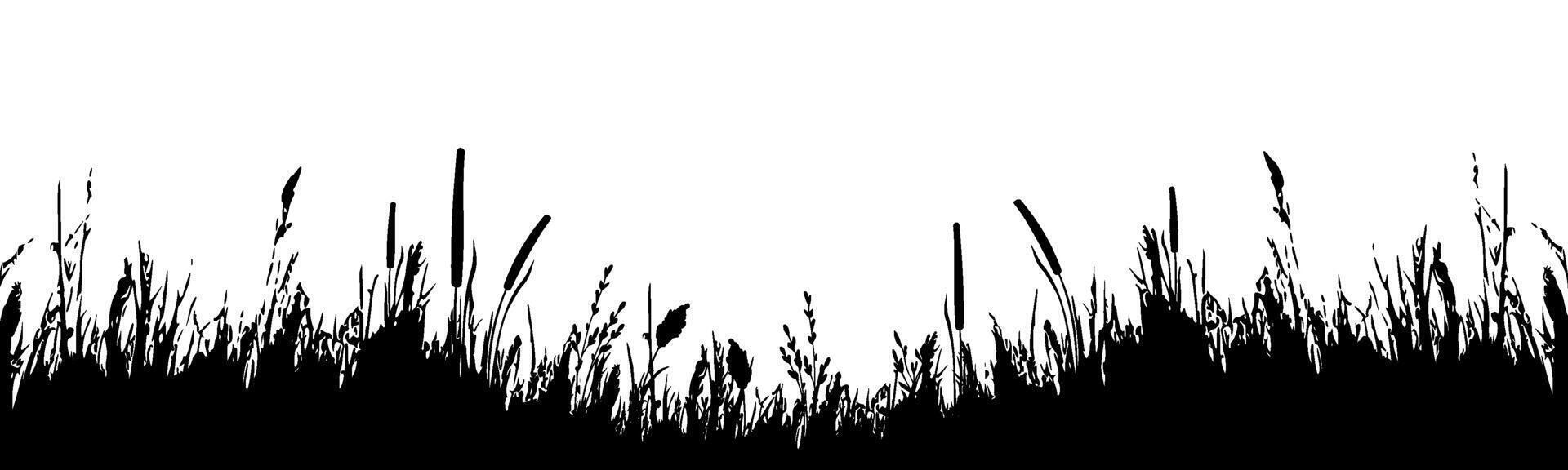 Image of a monochrome reed,grass or bulrush on a white background.Isolated vector drawing.Black grass graphic silhouette.