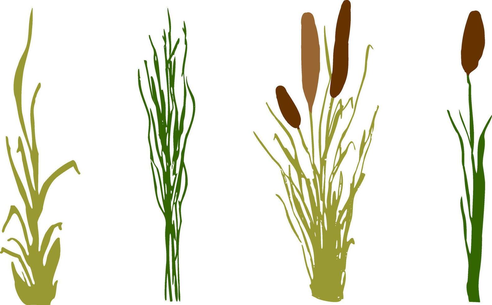 Image of a monochrome reed,grass or bulrush on a white background.Isolated vector drawing.Black grass graphic silhouette.