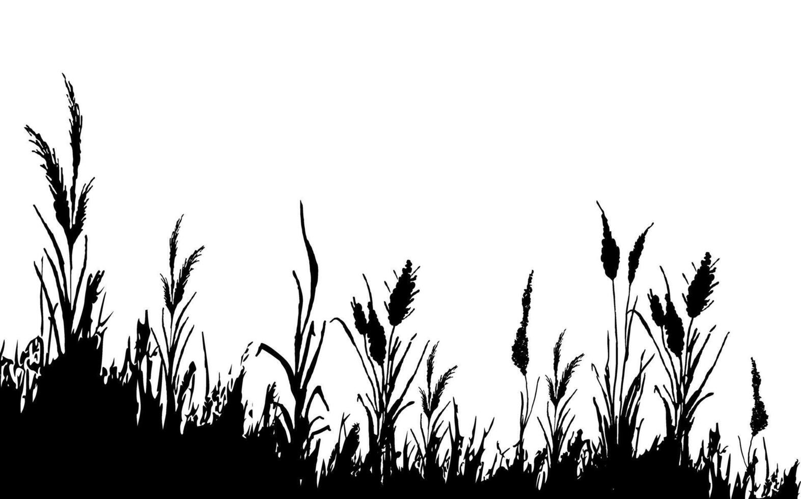 Image of a monochrome reed,grass or bulrush on a white background.Isolated vector drawing.Black grass graphic silhouette.