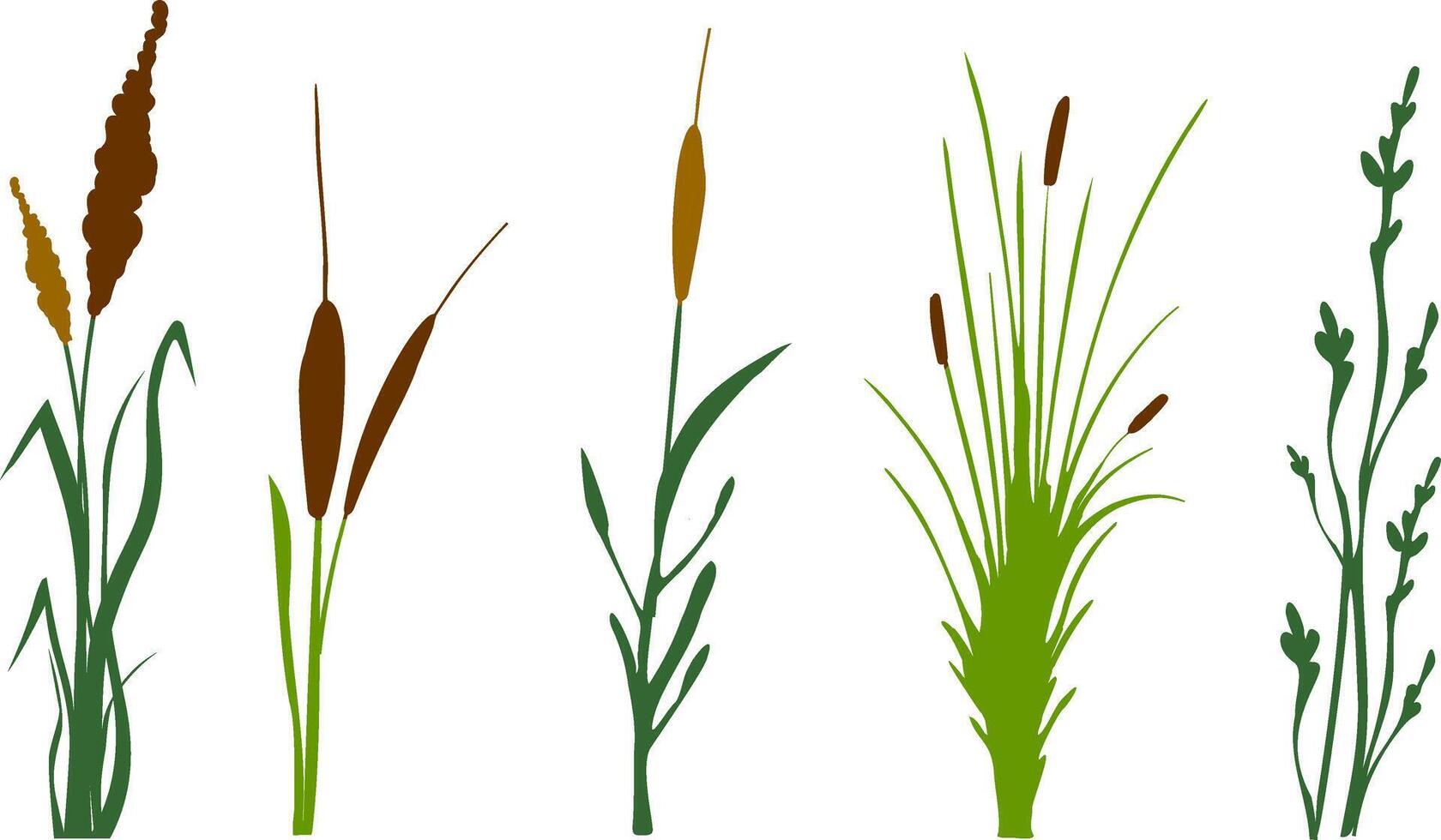 Image of a monochrome reed,grass or bulrush on a white background.Isolated vector drawing.Black grass graphic silhouette.