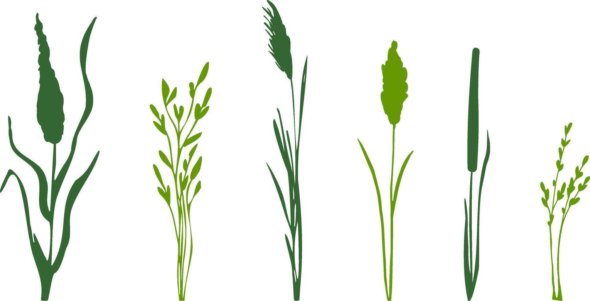 Image of a monochrome reed,grass or bulrush on a white background.Isolated vector drawing.Black grass graphic silhouette.