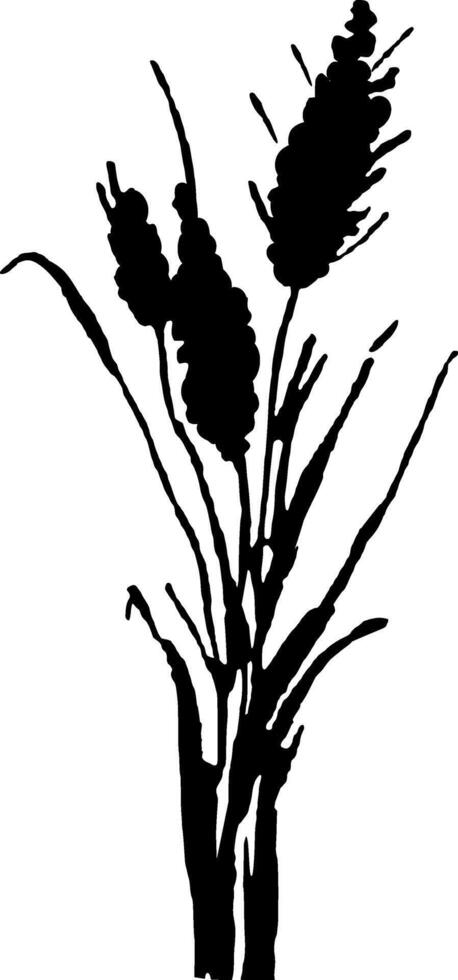Image of a monochrome reed,grass or bulrush on a white background.Isolated vector drawing.Black grass graphic silhouette.