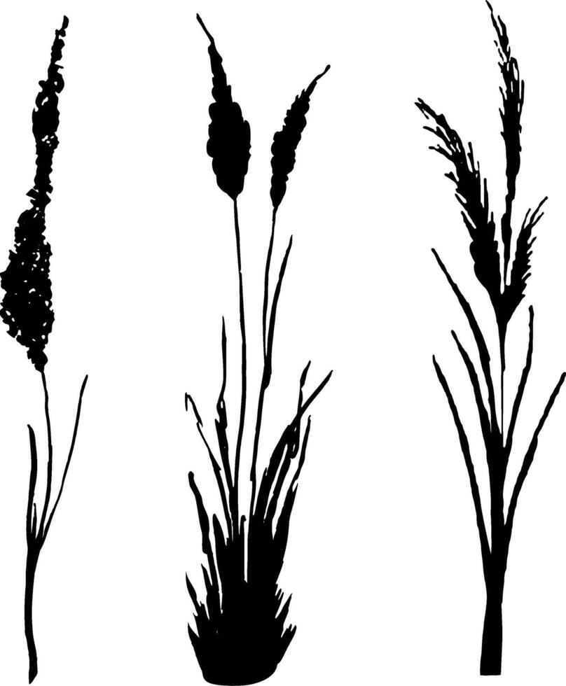 Image of a monochrome reed,grass or bulrush on a white background.Isolated vector drawing.Black grass graphic silhouette.