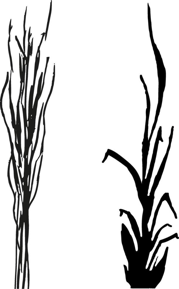 Image of a monochrome reed,grass or bulrush on a white background.Isolated vector drawing.Black grass graphic silhouette.