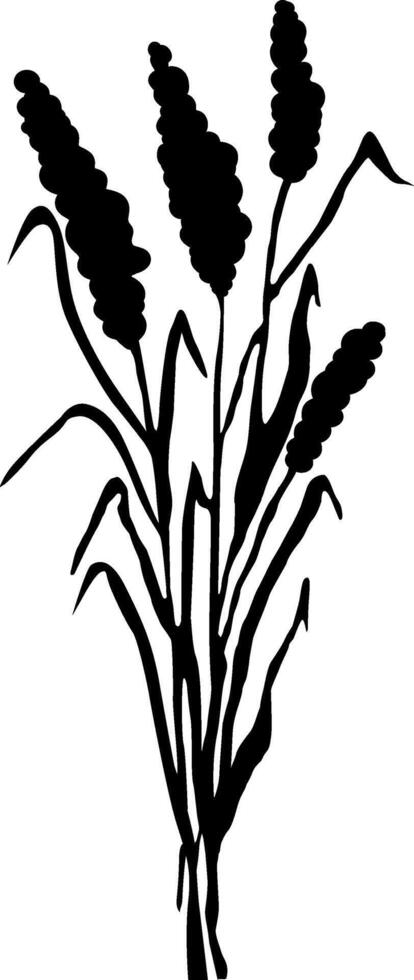 Image of a monochrome reed,grass or bulrush on a white background.Isolated vector drawing.Black grass graphic silhouette.