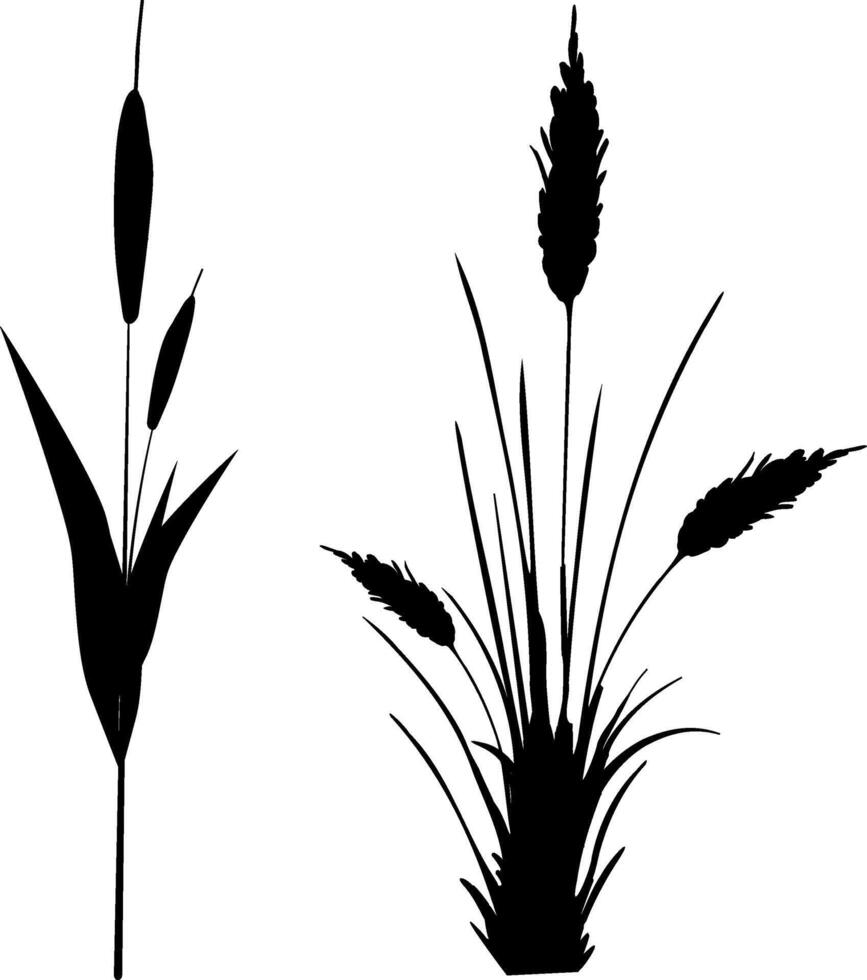 Image of a monochrome reed,grass or bulrush on a white background.Isolated vector drawing.Black grass graphic silhouette.