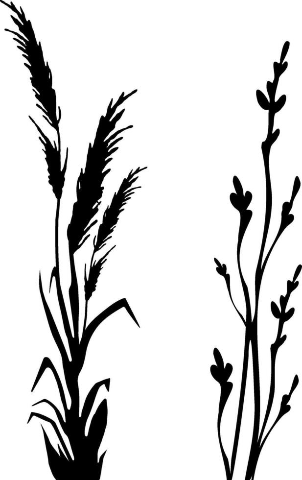 Image of a monochrome reed,grass or bulrush on a white background.Isolated vector drawing.Black grass graphic silhouette.