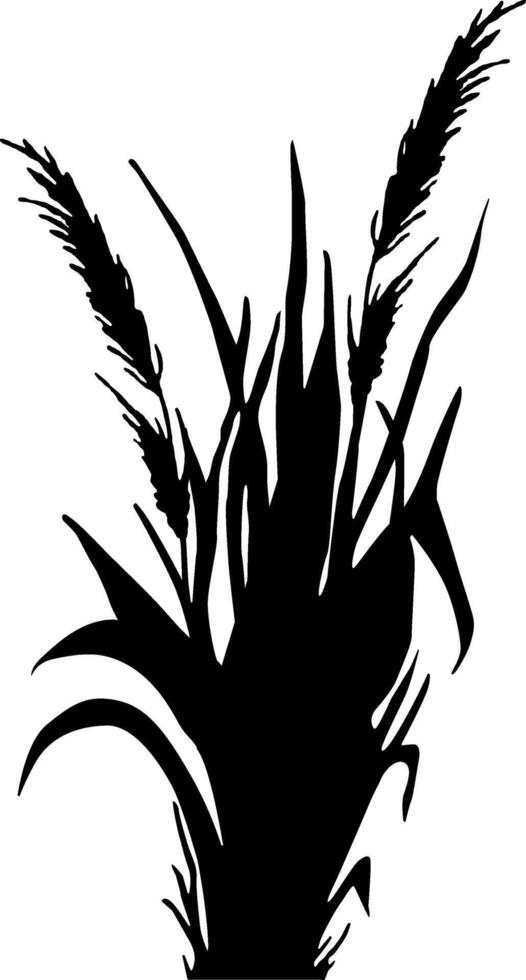 Image of a monochrome reed,grass or bulrush on a white background.Isolated vector drawing.Black grass graphic silhouette.