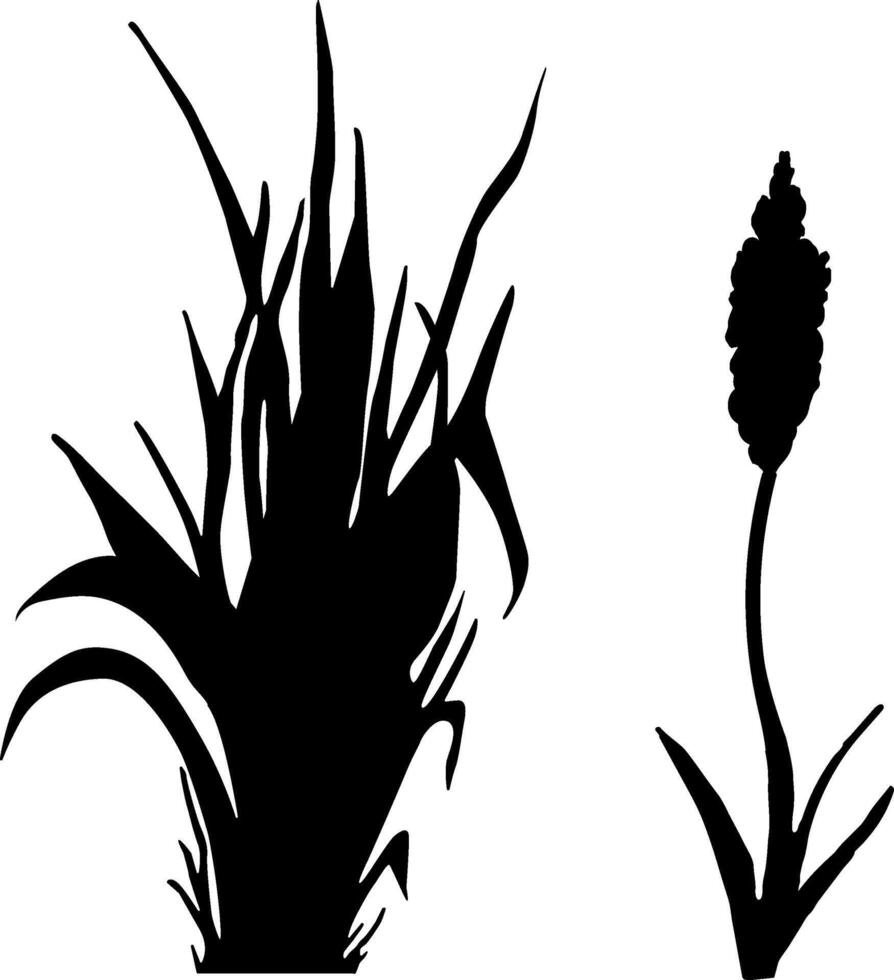 Image of a monochrome reed,grass or bulrush on a white background.Isolated vector drawing.Black grass graphic silhouette.