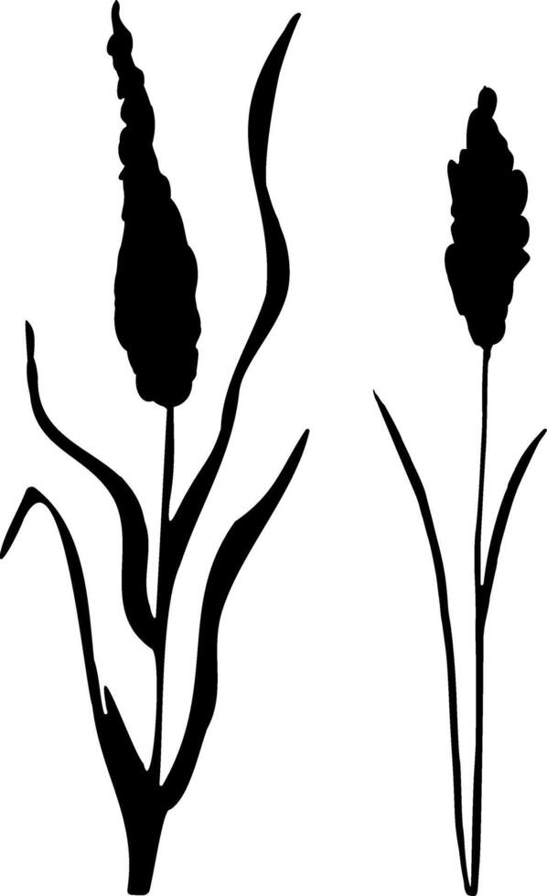 Image of a monochrome reed,grass or bulrush on a white background.Isolated vector drawing.Black grass graphic silhouette.