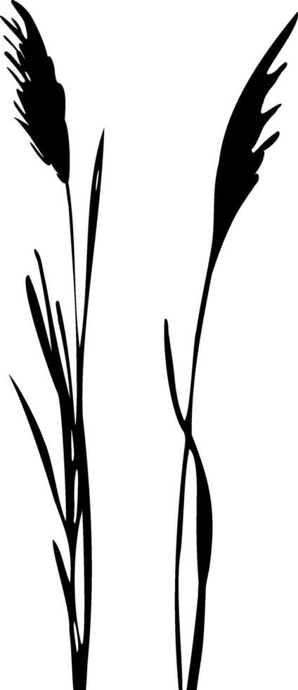 Image of a monochrome reed,grass or bulrush on a white background.Isolated vector drawing.Black grass graphic silhouette.