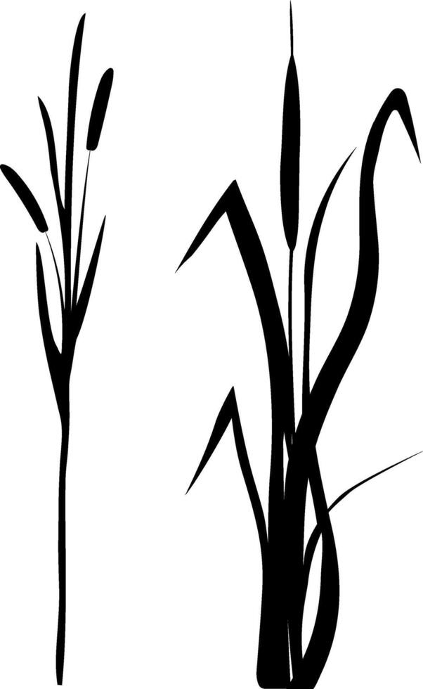 Image of a monochrome reed,grass or bulrush on a white background.Isolated vector drawing.Black grass graphic silhouette.