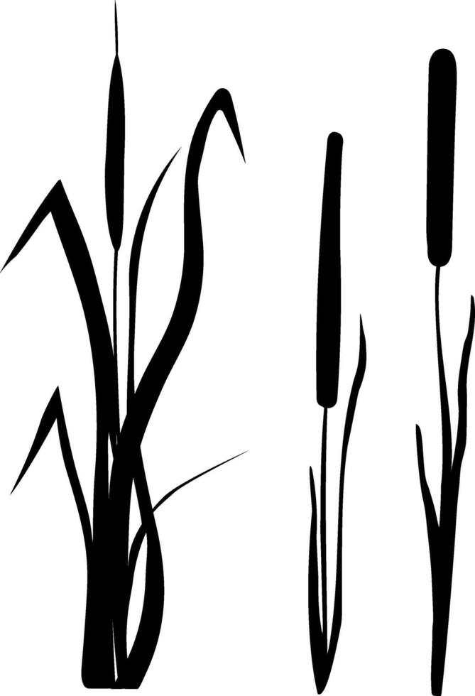 Image of a monochrome reed,grass or bulrush on a white background.Isolated vector drawing.Black grass graphic silhouette.