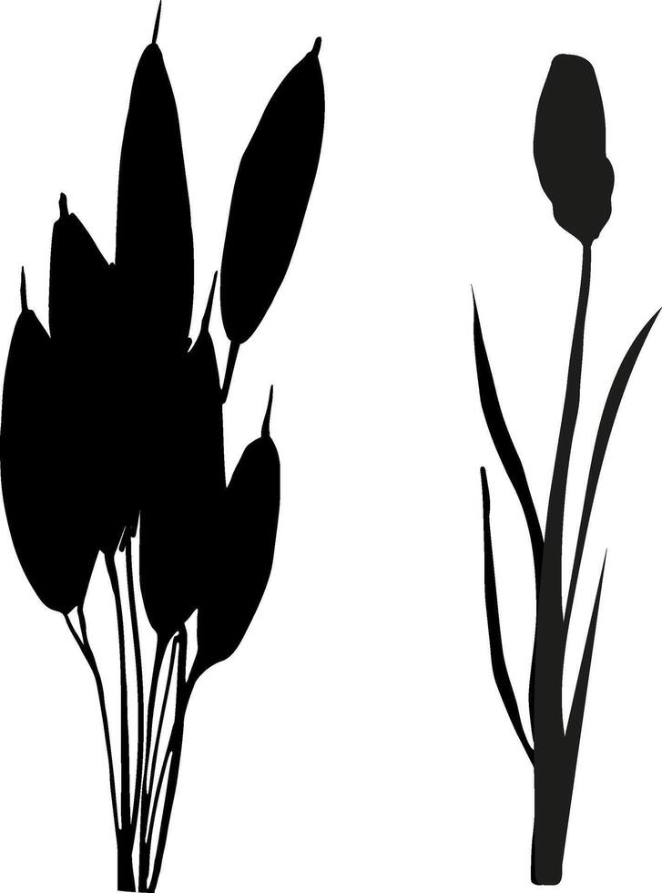 Image of a monochrome reed,grass or bulrush on a white background.Isolated vector drawing.Black grass graphic silhouette.
