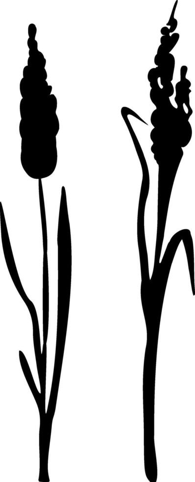 Image of a monochrome reed,grass or bulrush on a white background.Isolated vector drawing.Black grass graphic silhouette.