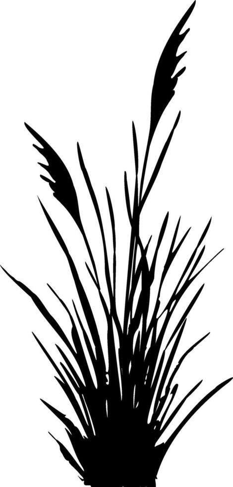 Image of a monochrome reed,grass or bulrush on a white background.Isolated vector drawing.Black grass graphic silhouette.