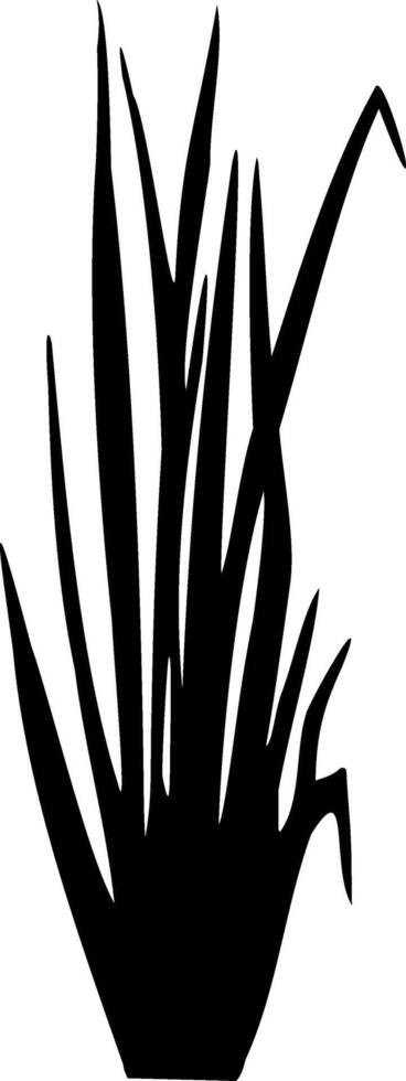 Image of a monochrome reed,grass or bulrush on a white background.Isolated vector drawing.Black grass graphic silhouette.