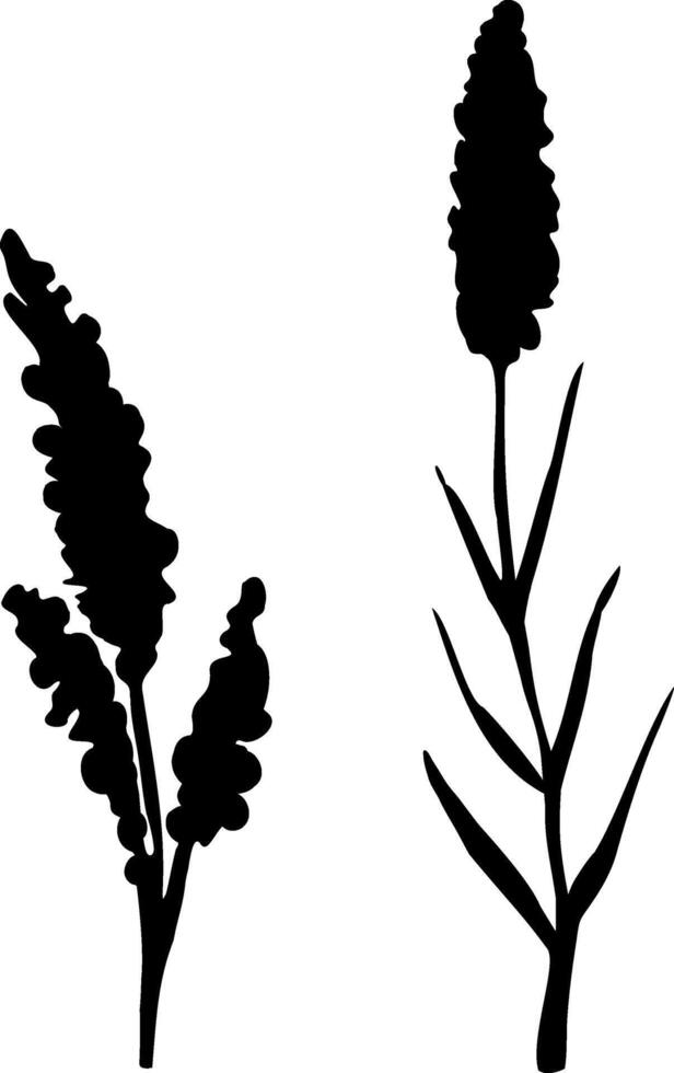 Image of a monochrome reed,grass or bulrush on a white background.Isolated vector drawing.Black grass graphic silhouette.