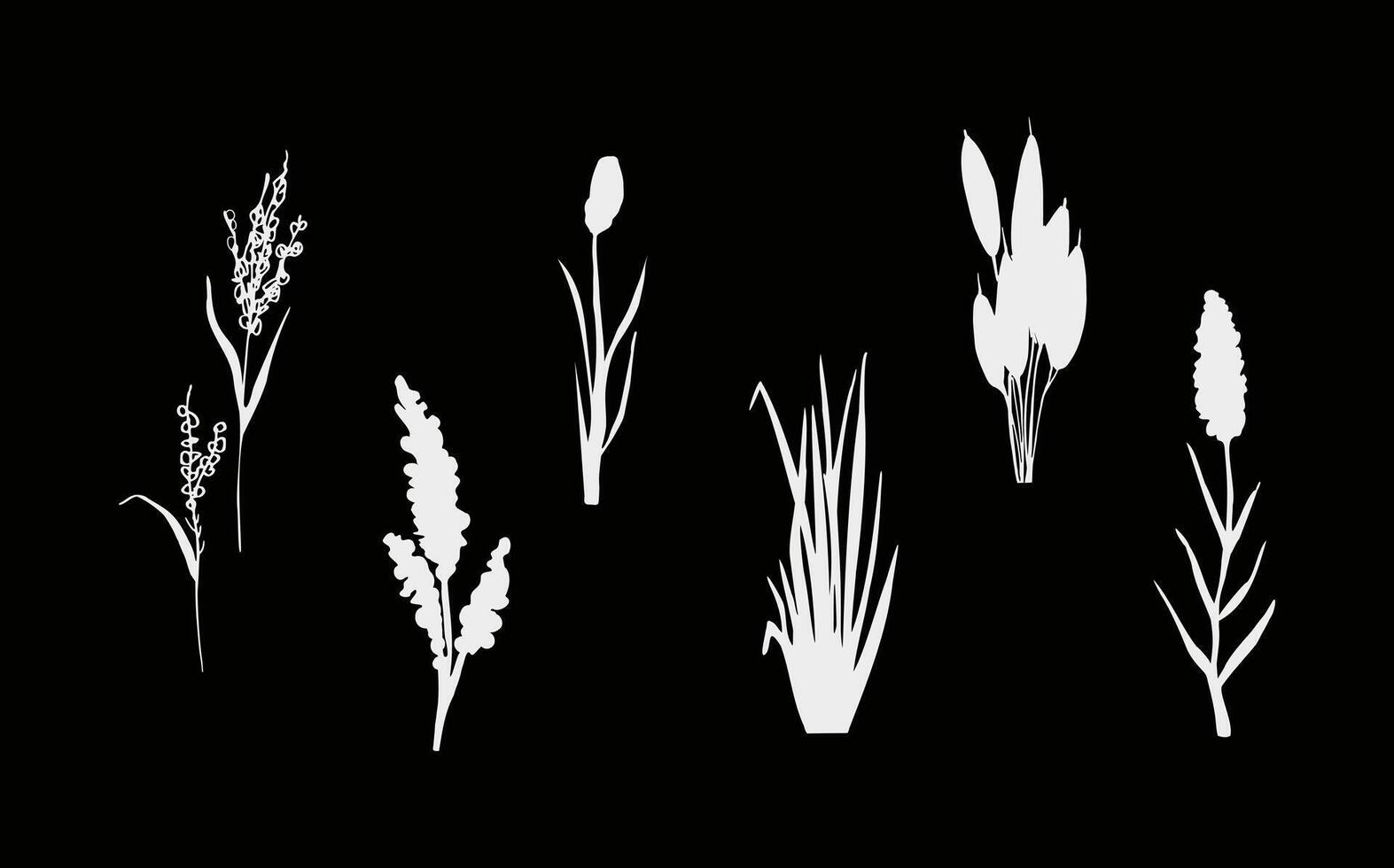 Image of a monochrome reed,grass or bulrush on a white background.Isolated vector drawing.Black grass graphic silhouette.