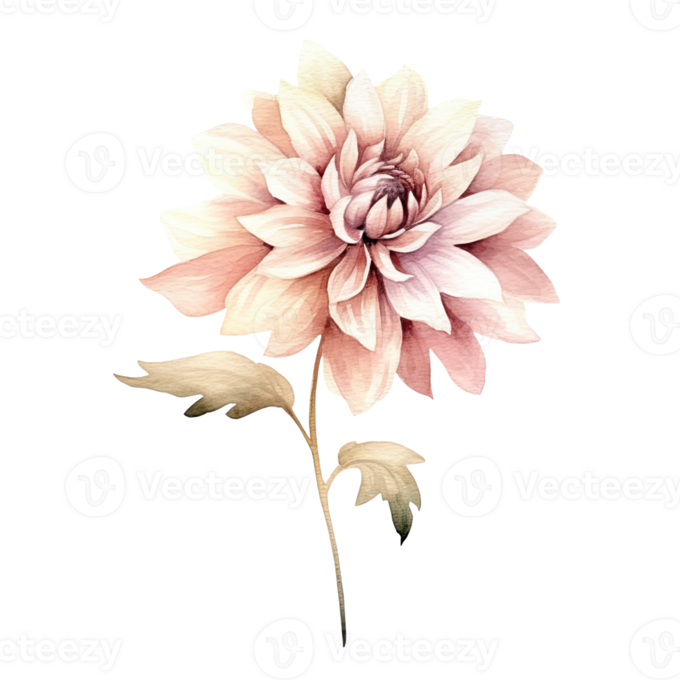 AI generated Dahlia Dahlias Arrangement Watercolor Illustration Beautiful Isolated Flowers Floral Decoration Clip Art Isolated Background for Wedding Baby Shower Invitations Greeting Card png