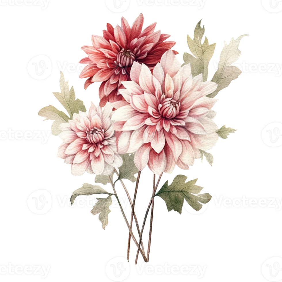 AI generated Dahlia Dahlias Arrangement Watercolor Illustration Beautiful Isolated Flowers Floral Decoration Clip Art Isolated Background for Wedding Baby Shower Invitations Greeting Card png