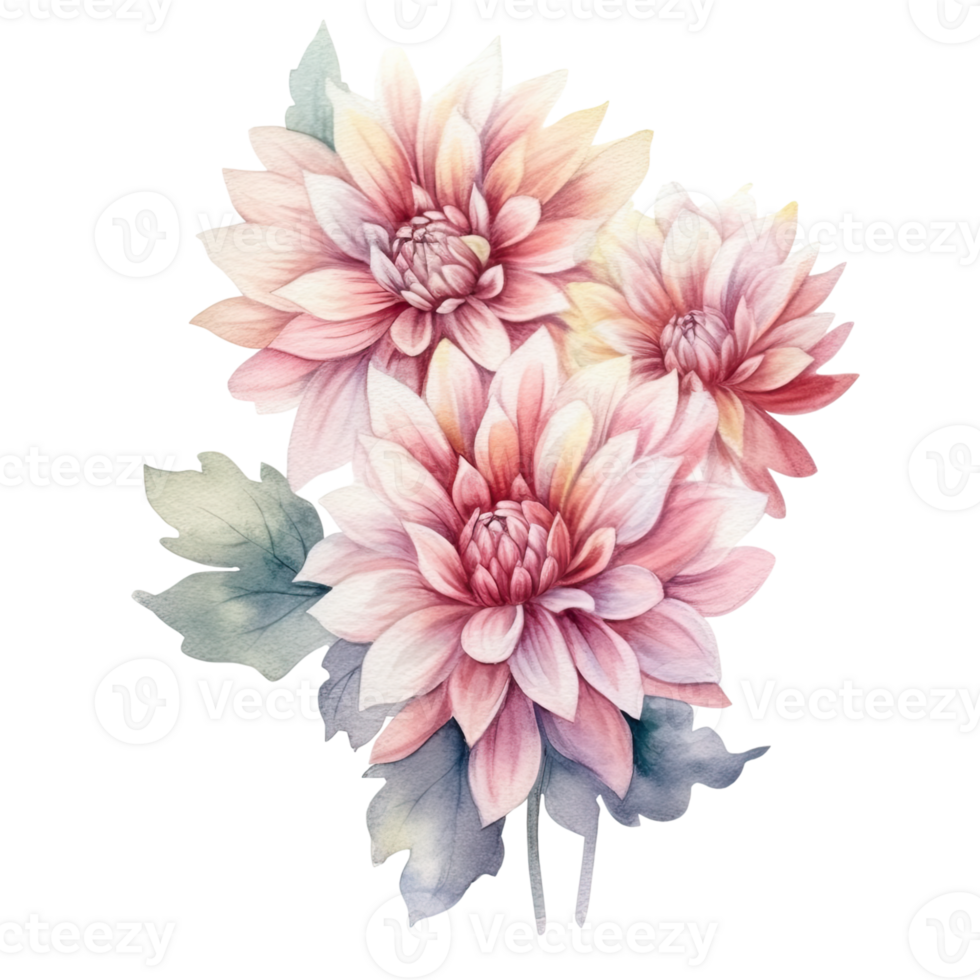 AI generated Dahlia Dahlias Arrangement Watercolor Illustration Beautiful Isolated Flowers Floral Decoration Clip Art Isolated Background for Wedding Baby Shower Invitations Greeting Card png