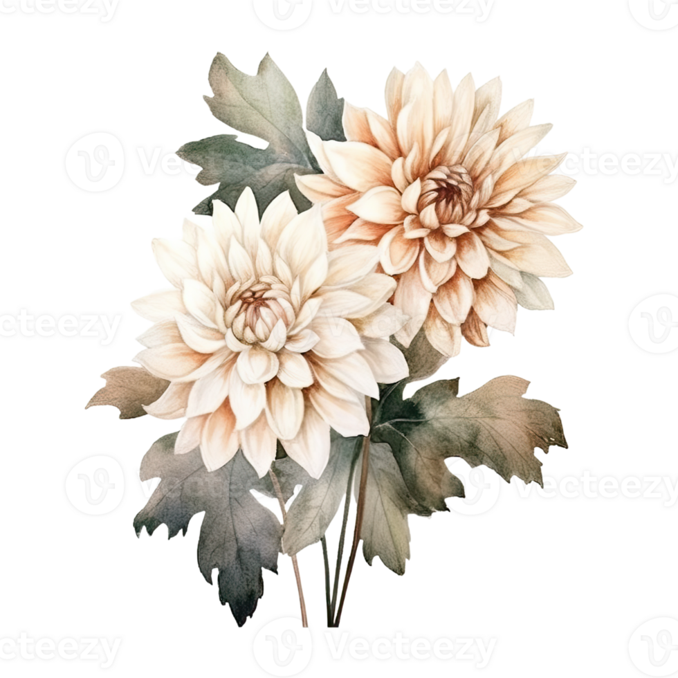 AI generated Dahlia Dahlias Arrangement Watercolor Illustration Beautiful Isolated Flowers Floral Decoration Clip Art Isolated Background for Wedding Baby Shower Invitations Greeting Card png