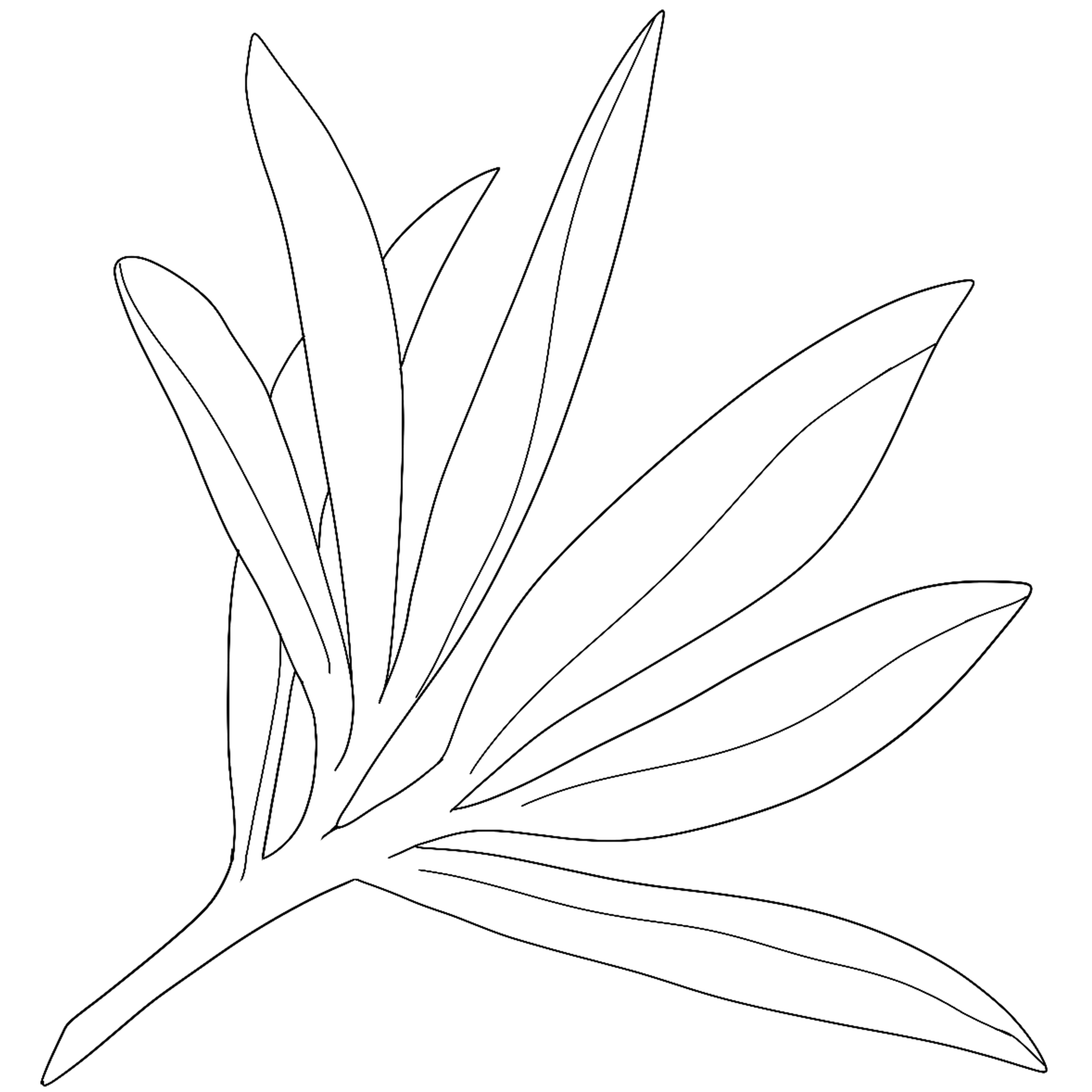 Sketch olive branch with leaves. Monochrome outline olive branches