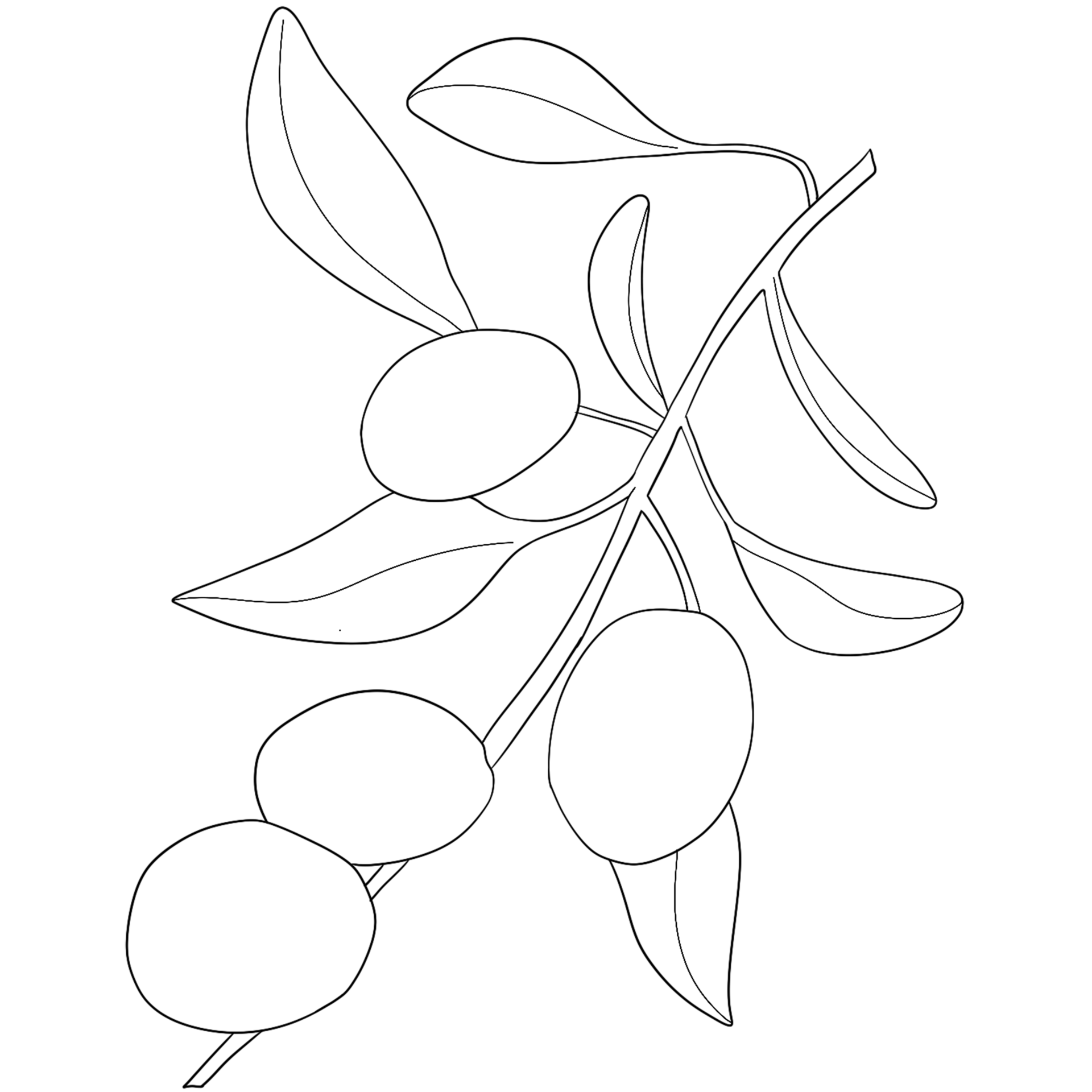Sketch olive branch with leaves. Monochrome outline olive branches
