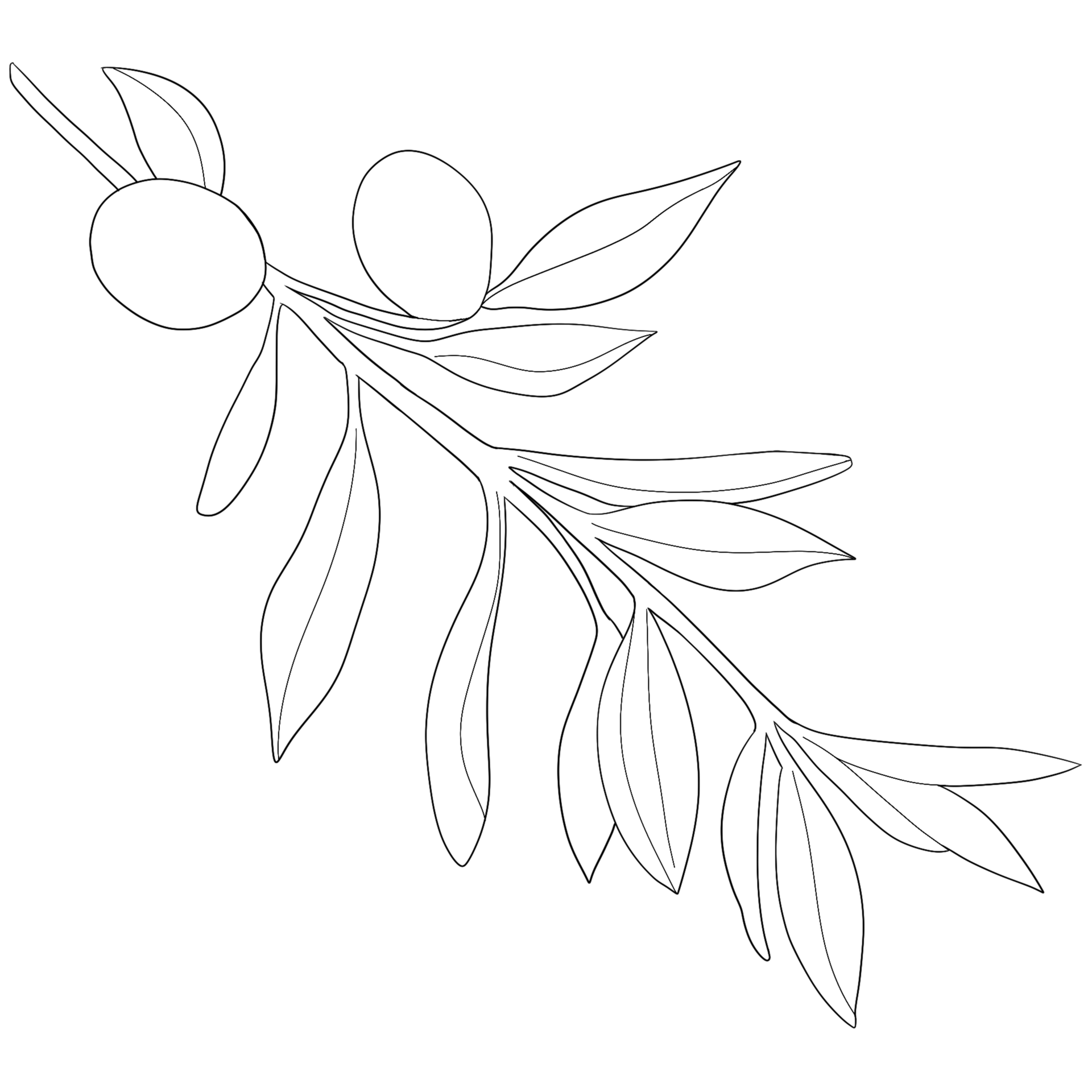 Sketch olive branch with leaves. Monochrome outline olive branches