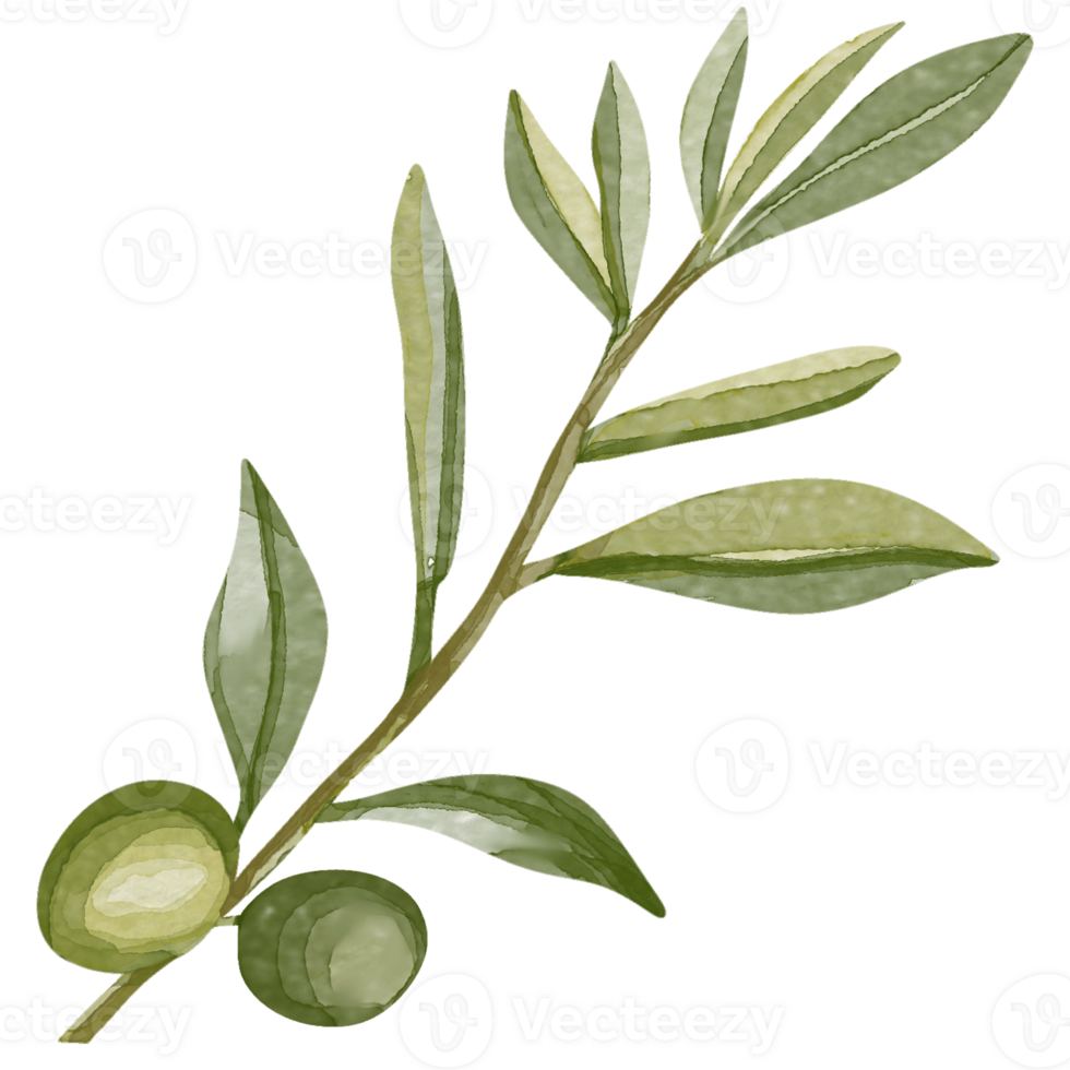 Watercolor image of an olive branch with leaves. Hand drawn watercolor olive branches png