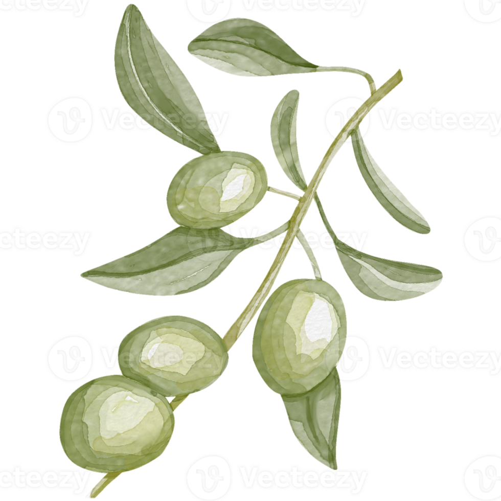 Watercolor image of an olive branch with leaves. Hand drawn watercolor olive branches png