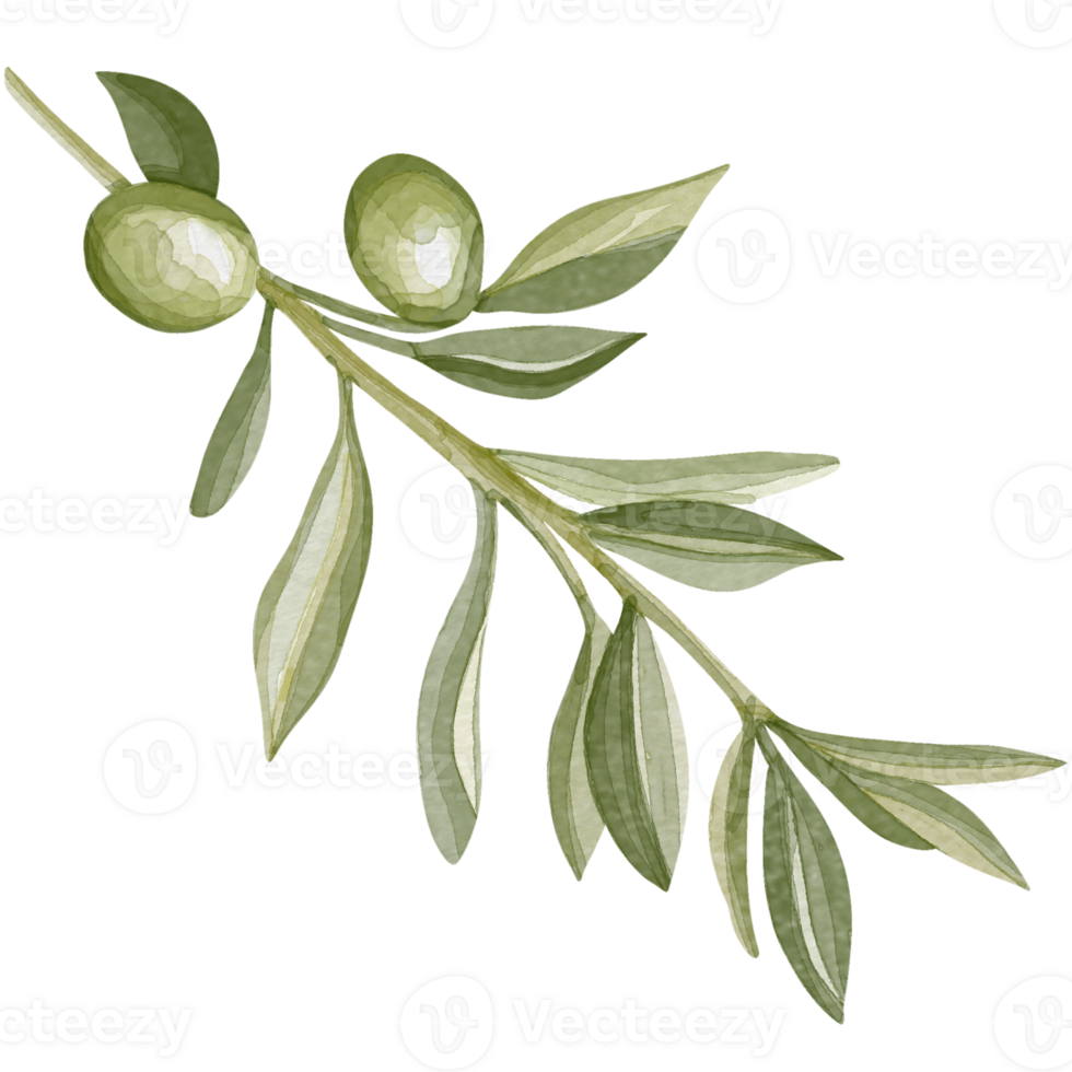 Watercolor image of an olive branch with leaves. Hand drawn watercolor olive branches png