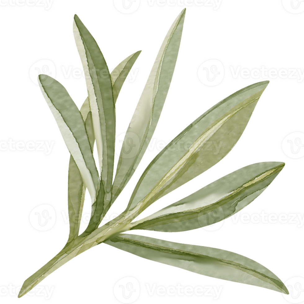Watercolor image of an olive branch with leaves. Hand drawn watercolor olive branches png
