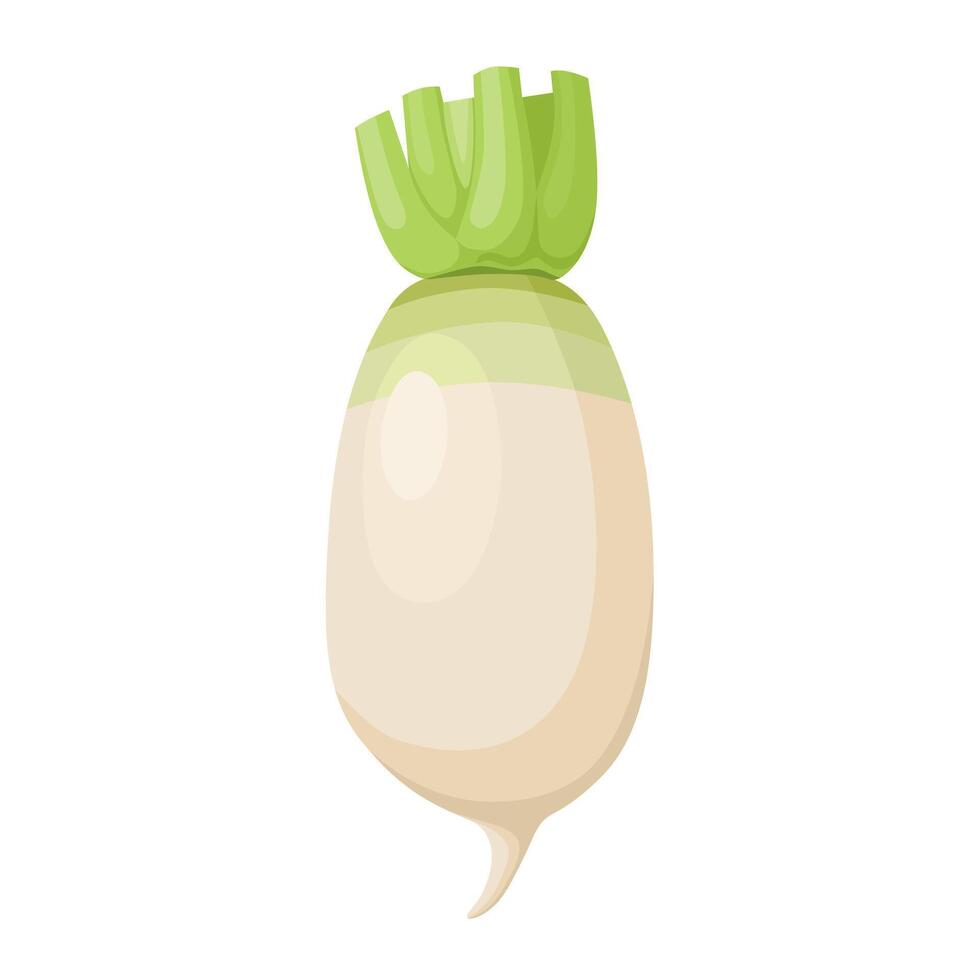 Vector illustration, Korean radish, isolated white background.