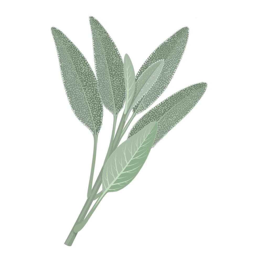 Vector illustration, sage leaves, isolated white background.