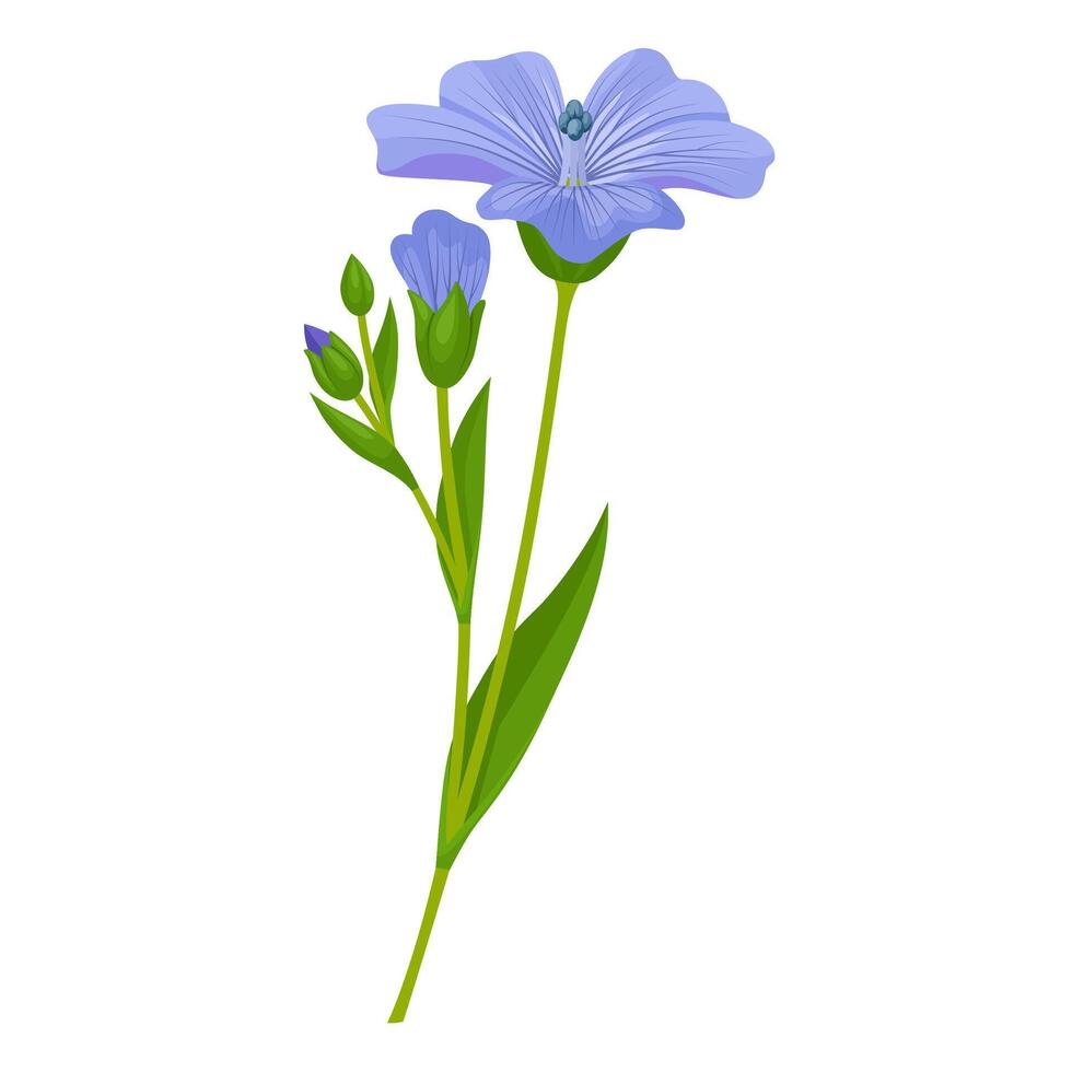 Vector illustration, Flax, also known as common flax or linseed, isolated on white background.