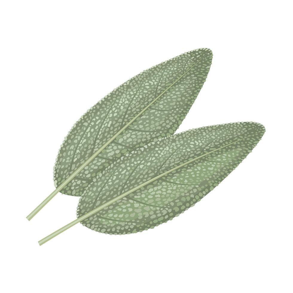 Vector illustration, sage leaves, isolated white background.