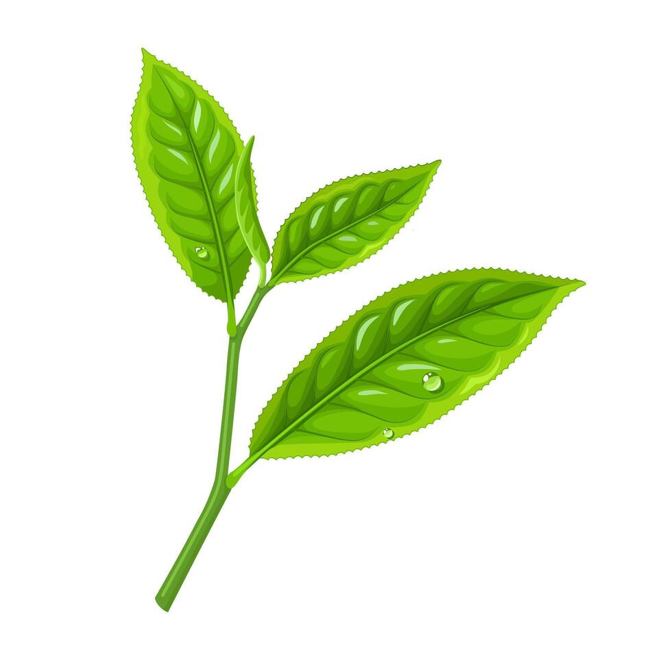 Vector illustration, fresh green tea leaves, scientific name camellia sinensis, isolated on white background.
