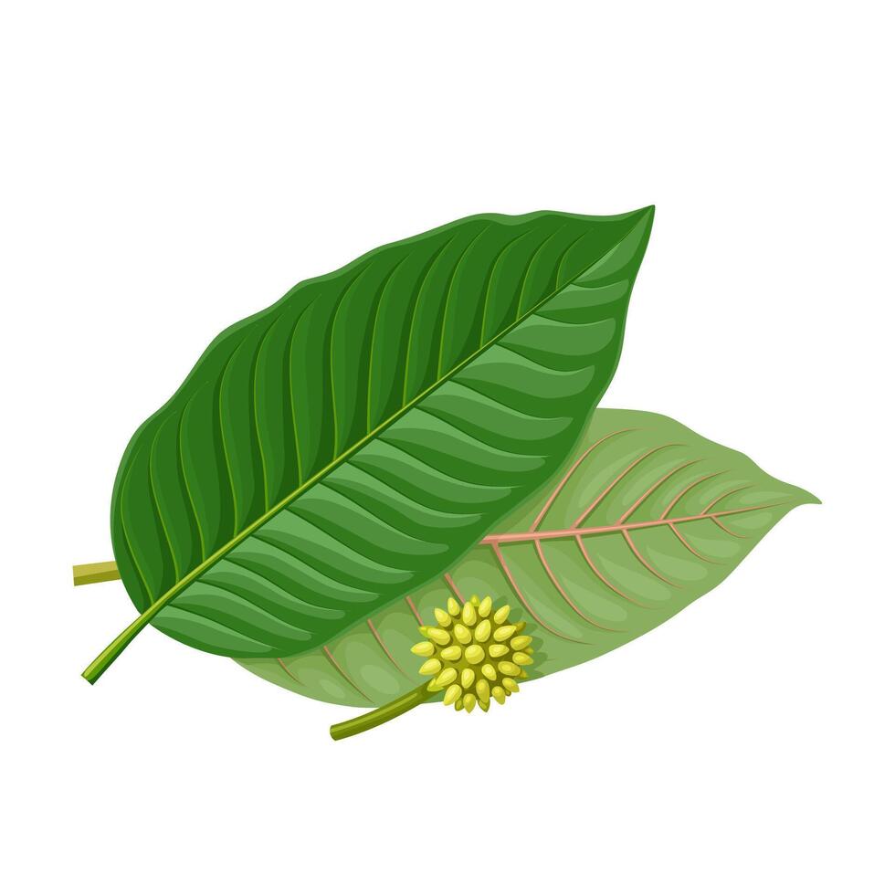 Vector illustration, leaves and flowers of Kratom, also known as Biek or Ketum, scientific name Mitragyna speciosa, isolated on white background.