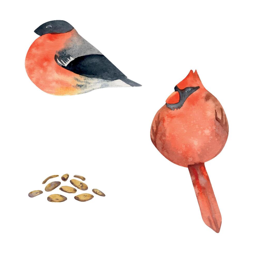 Hand drawn watercolor illustration nature animal small birds, bullfinch, red cardinal songbird, seeds. Single object isolated on white background. Design print, shop, scrapbooking, decoupage, booklet vector