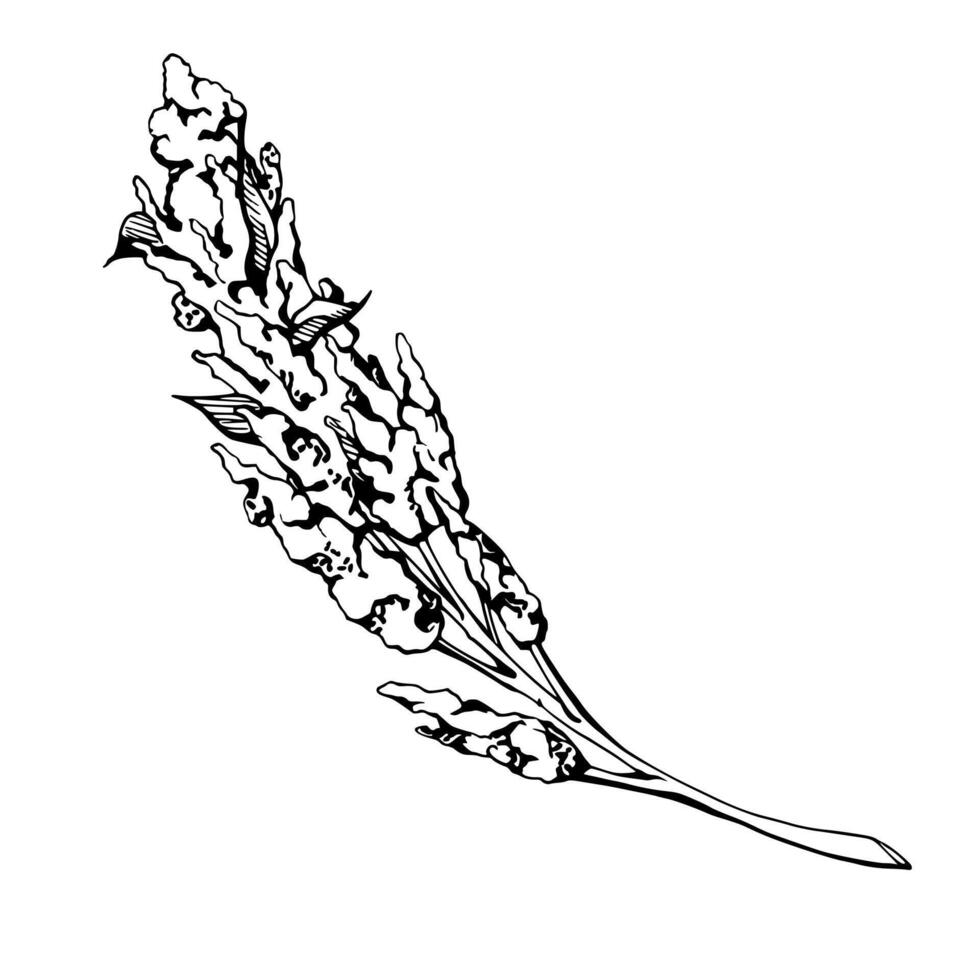 Hand drawn ink vector illustration quinoa plant seeds, amaranth flower crop food farm grain cereal. Single object isolated on white background. Travel, vacation, brochure, print, cafe restaurant menu
