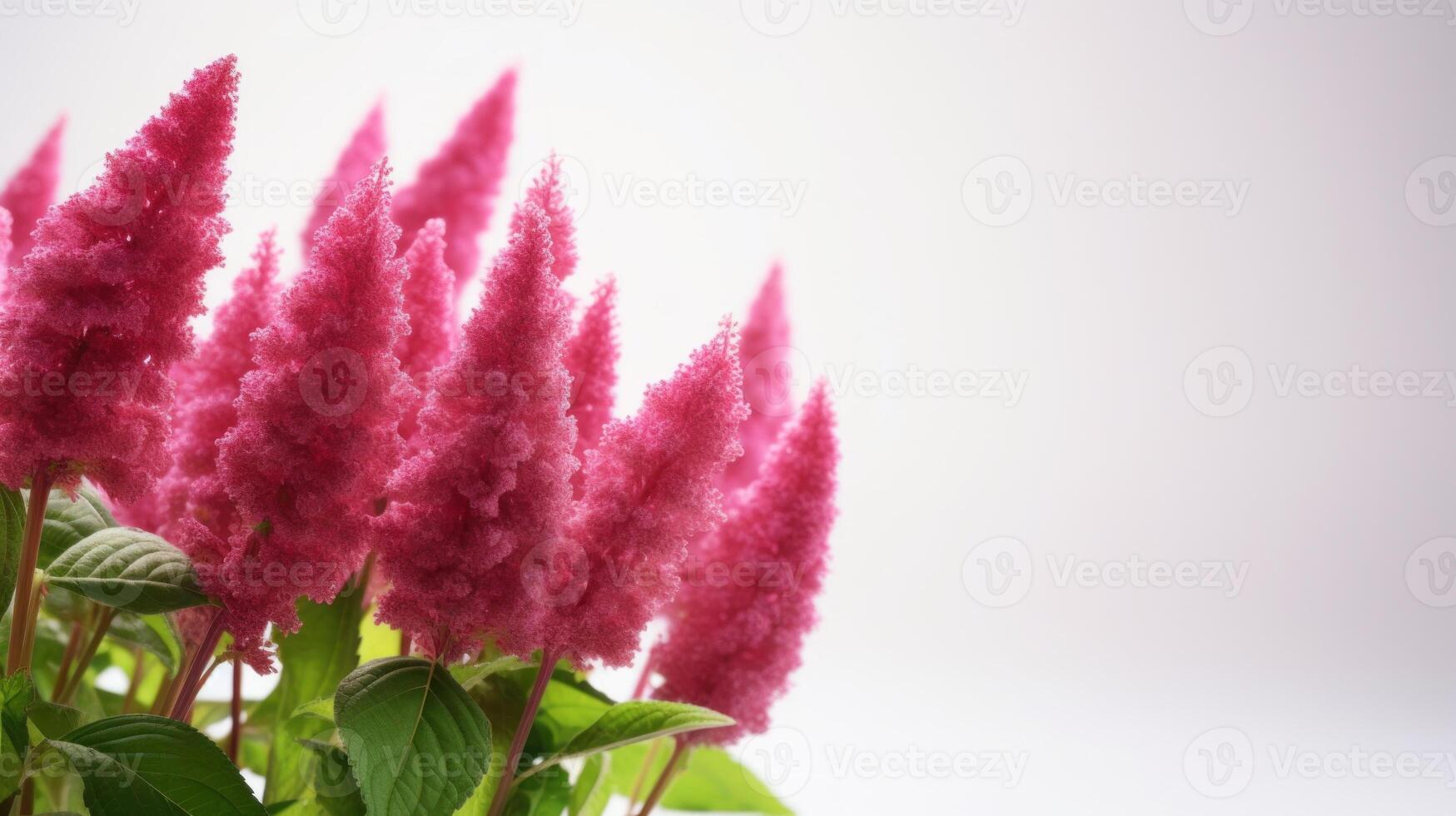 AI generated Vibrant pink amaranth flowers with soft-focus background, perfect for spring-themed designs. Usage, seasonal event promotions, greeting cards. With copy space. photo