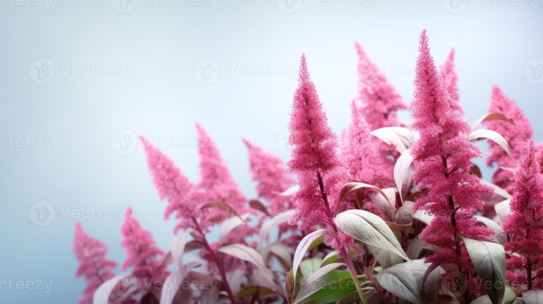 AI generated Bright pink amaranth blooms on light background, ideal for botanical illustrations. Usage in garden blogs, horticulture websites. With copy space. photo