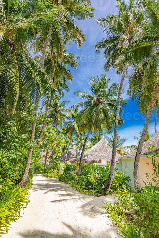 Beach resort villas, jungle pathway Tranquil tropical island, paradise coast, coconut palm trees and sunny sky over sand waves. Amazing vacation landscape background. Beautiful holiday beach photo